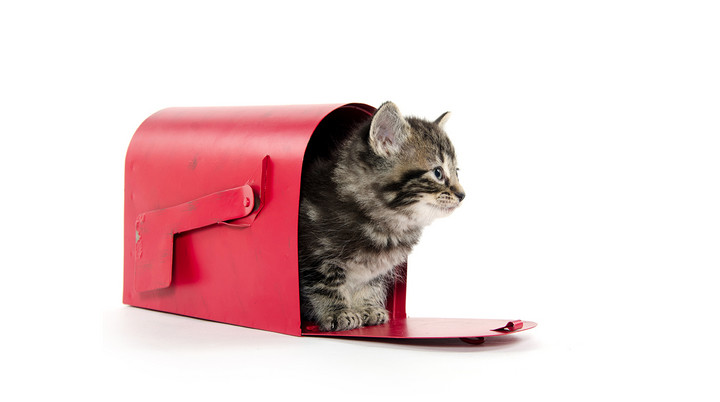 Cat in Mail Box