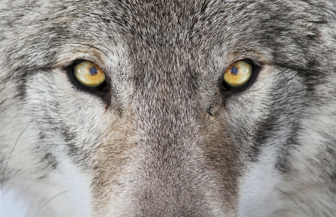 Building IT Defenses – Keeping the Wolves from the Company Gate