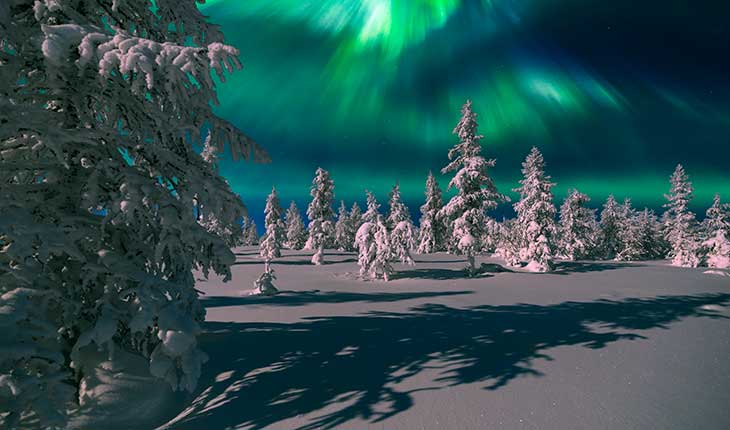 Finland Snow covered trees and the northern lights