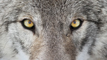 Building IT Defenses – Keeping the Wolves from the Company Gate
